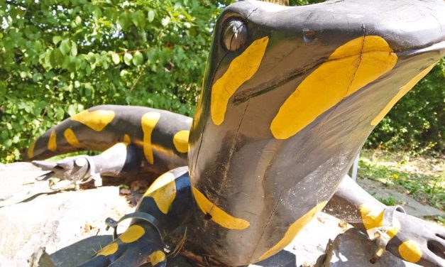 Ausflug: Hexenstein und Riesensalamander