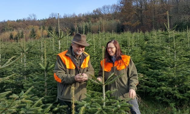 Das Rennen um den schönsten Christbaum