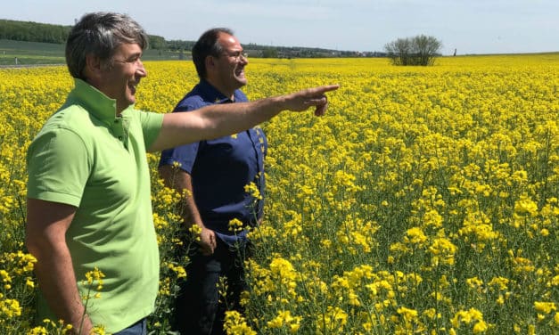 Wenn Bienen fremdgehen